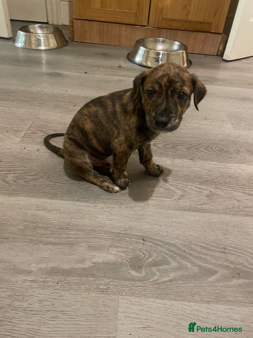 Lurcher dogs for sale: Greyhound/deerhound brindle lurchers - Advert 8