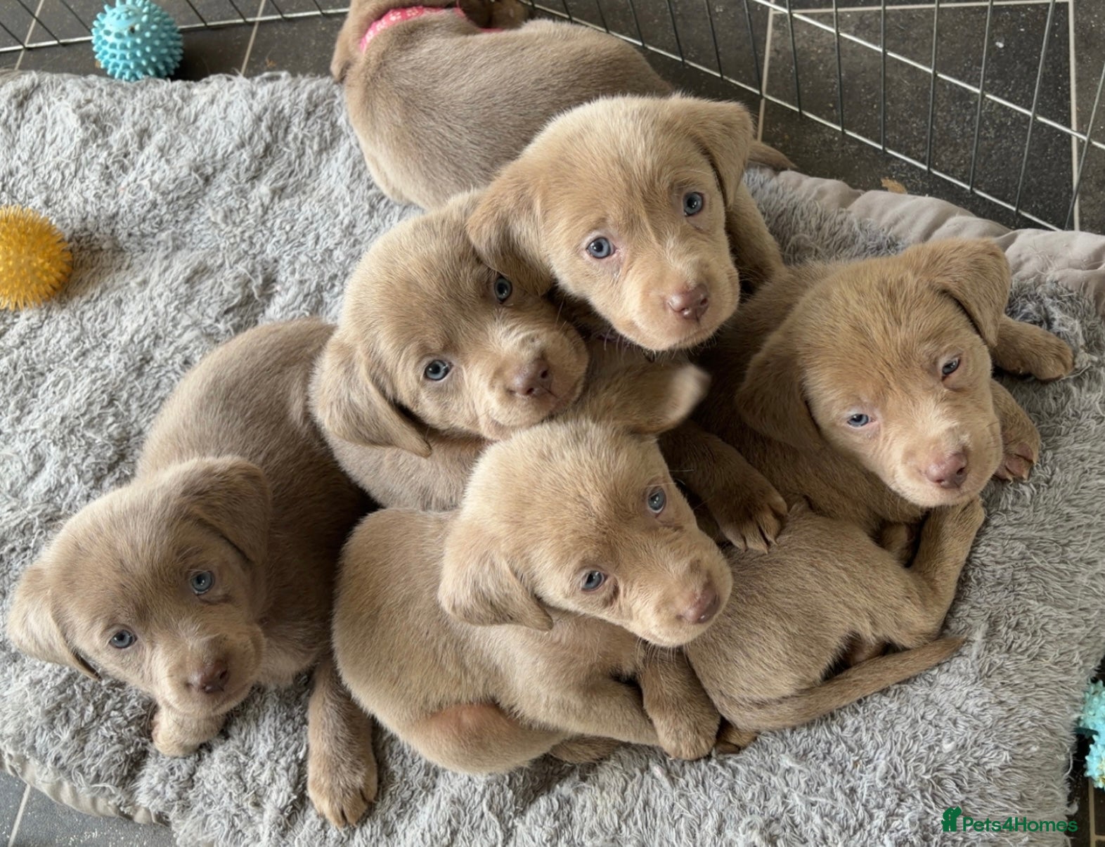 Labrador Retriever dogs Silver labradors  - Advert 11