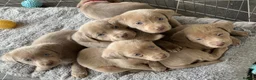Labrador Retriever dogs for sale: Adorable KC (SILVER) labrador retriever puppies - Advert 10