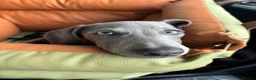 Miniature Dachshund dogs for stud: Blue KC Registered Miniature Daschund STUD in London - Advert 19