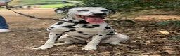 Dalmatian dogs for sale: PEDIGREE Dalmatian Puppies ready NOW - Advert 2