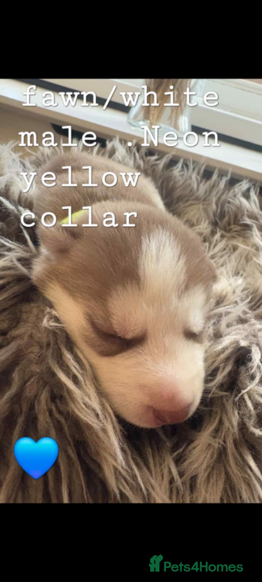 Siberian Husky dogs for sale: Siberian Husky puppies  - Image 6