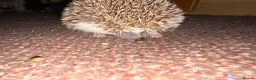 Pygmy Hedgehog rodents for sale: Breeding Pair Pygmy Hedgehogs Emergency Rehoming - Advert 4
