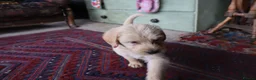 Labradoodle dogs for sale: Beautiful Third-Generation Labradoodle Puppie - Advert 17