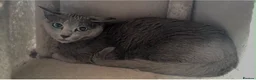 Russian Blue cats for sale: Russian blue female in need new home - Advert 3