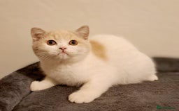 British Shorthair cats for sale: British Shorthair Fawn Tortie & White Female - Advert 15