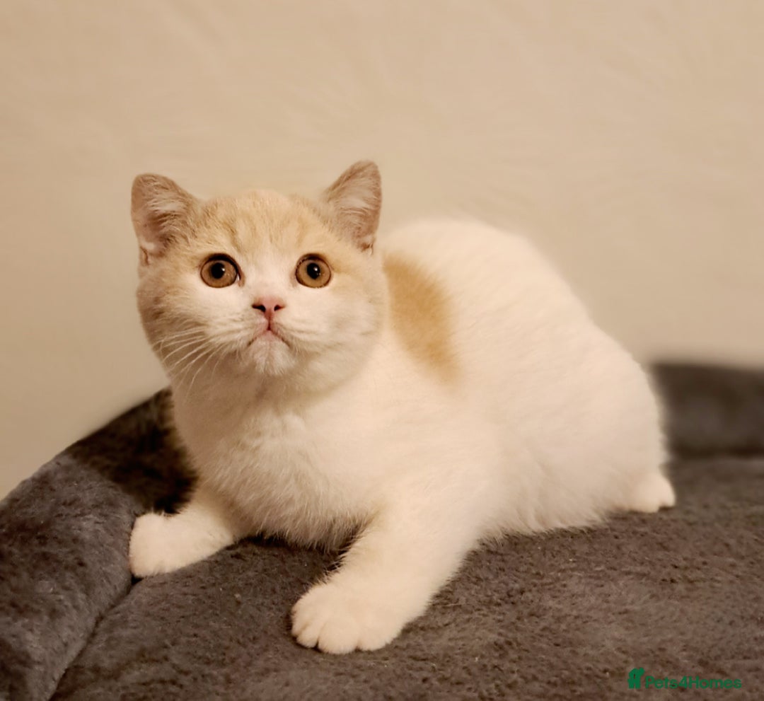 British Shorthair cats for sale: British Shorthair Fawn Tortie & White Female - Advert 15