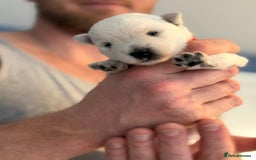 West Highland Terrier dogs for sale: West Highland Terrier Puppies for Loving Homes - Image 12