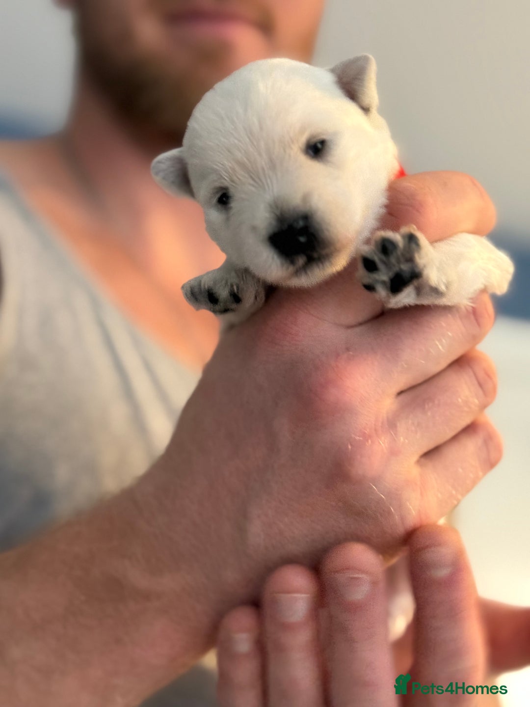 West Highland Terrier dogs for sale: West Highland Terrier Puppies for Loving Homes - Image 12