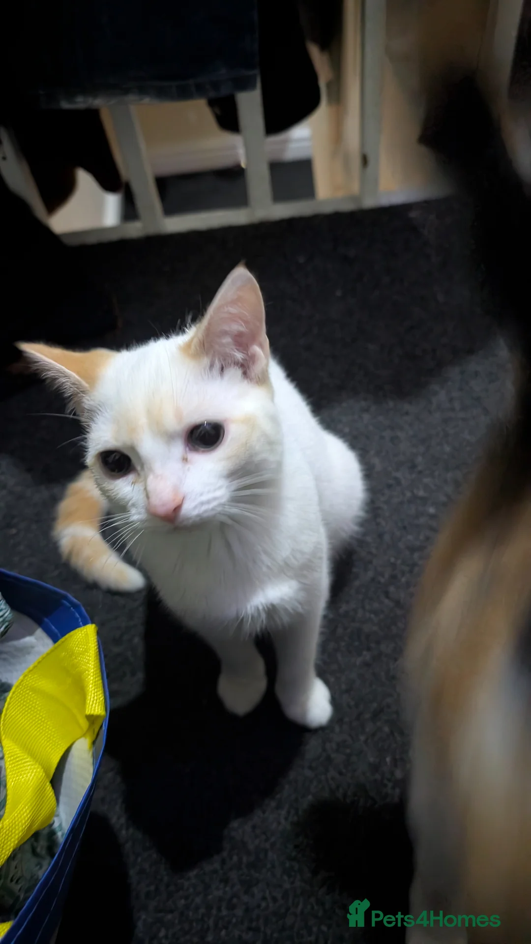 Abyssinian cats for sale: Cat and three kittens  - Advert 2