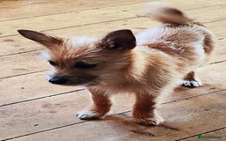 Mixed Breed dogs for sale: Beautiful Pomeranian X bitch - Image 1