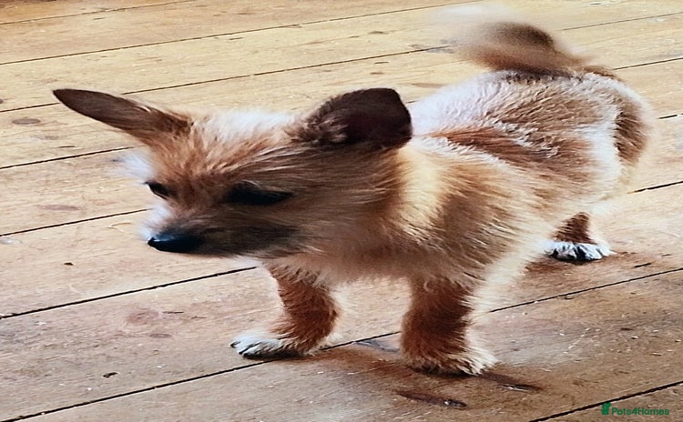 Mixed Breed dogs - Advert 7