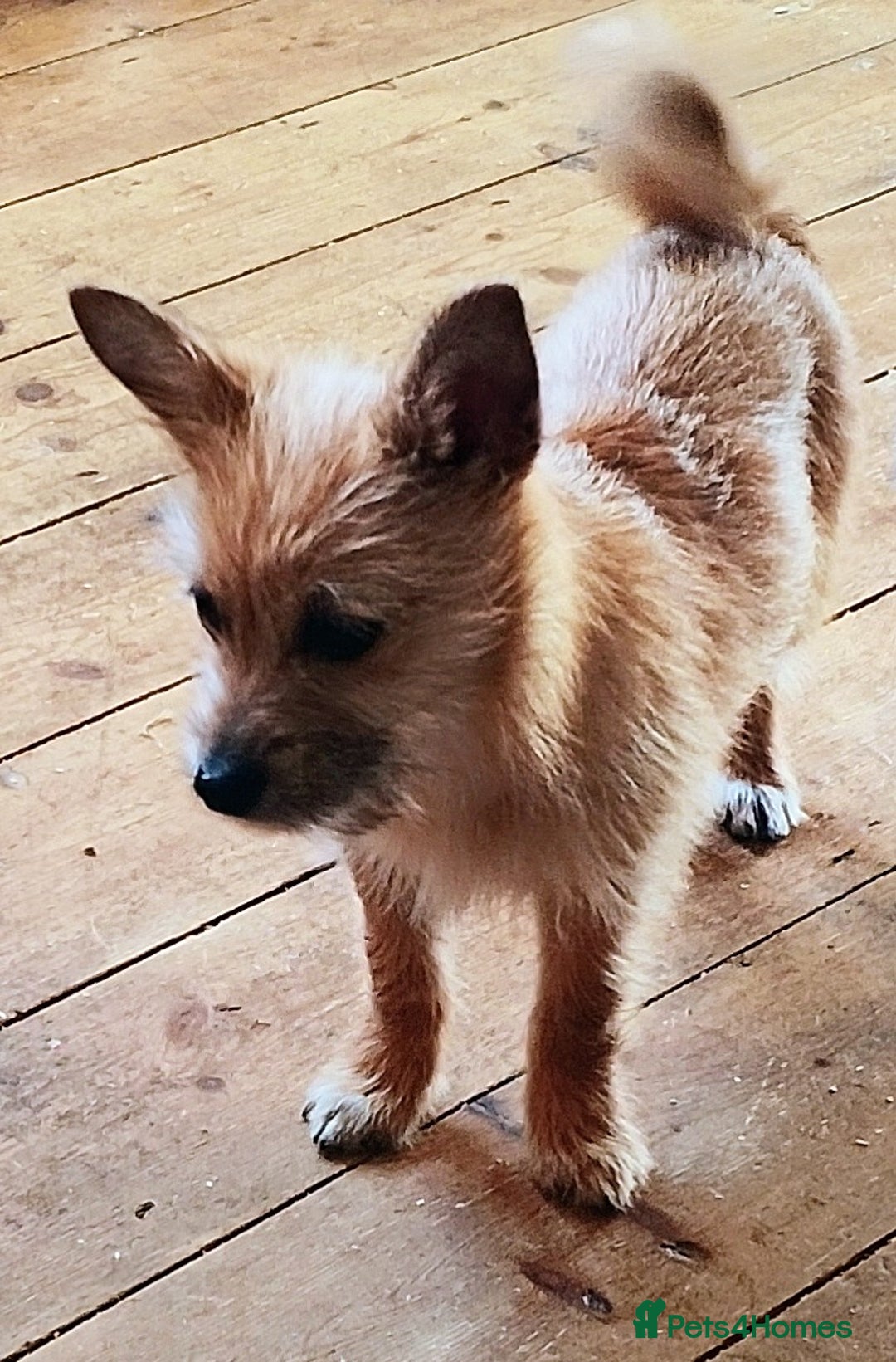 Mixed Breed dogs for sale: Beautiful Pomeranian X bitch - Image 1