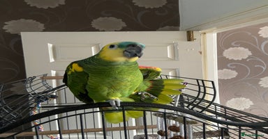 Parrots birds Semi Tamed Blue Fronted Amazon Parrot For Sale - Advert 11