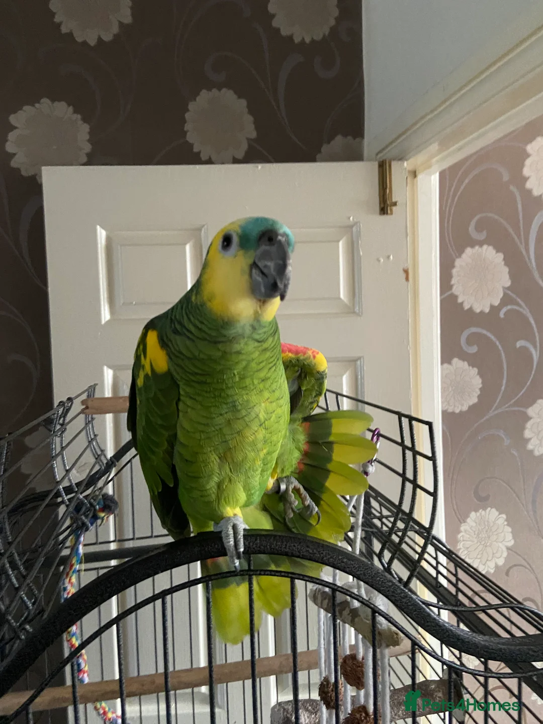 Parrots birds for sale: Semi Tamed Blue Fronted Amazon Parrot For Sale - Advert 2