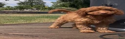 Cockapoo dogs for sale: Affectionate toy Cockapoo girls  - Advert 3