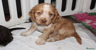 Cocker Spaniel dogs - Advert 5