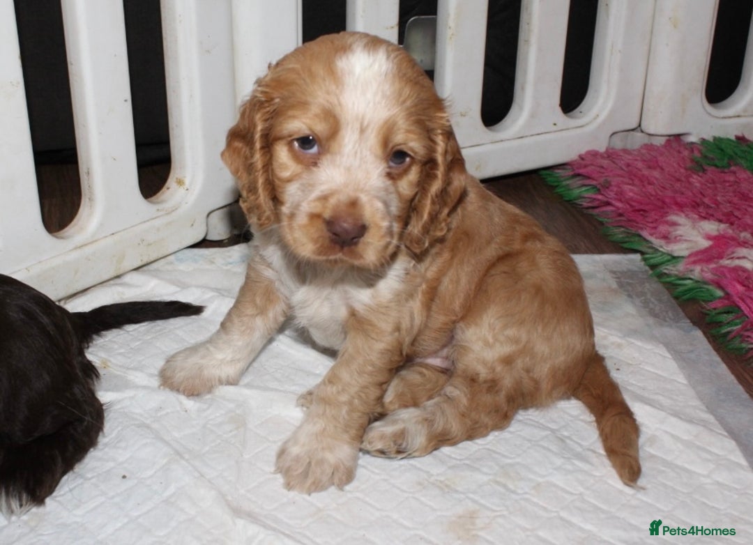 Cocker Spaniel dogs for sale: Beautiful KC reg Cocker Spaniel Pups - Advert 17