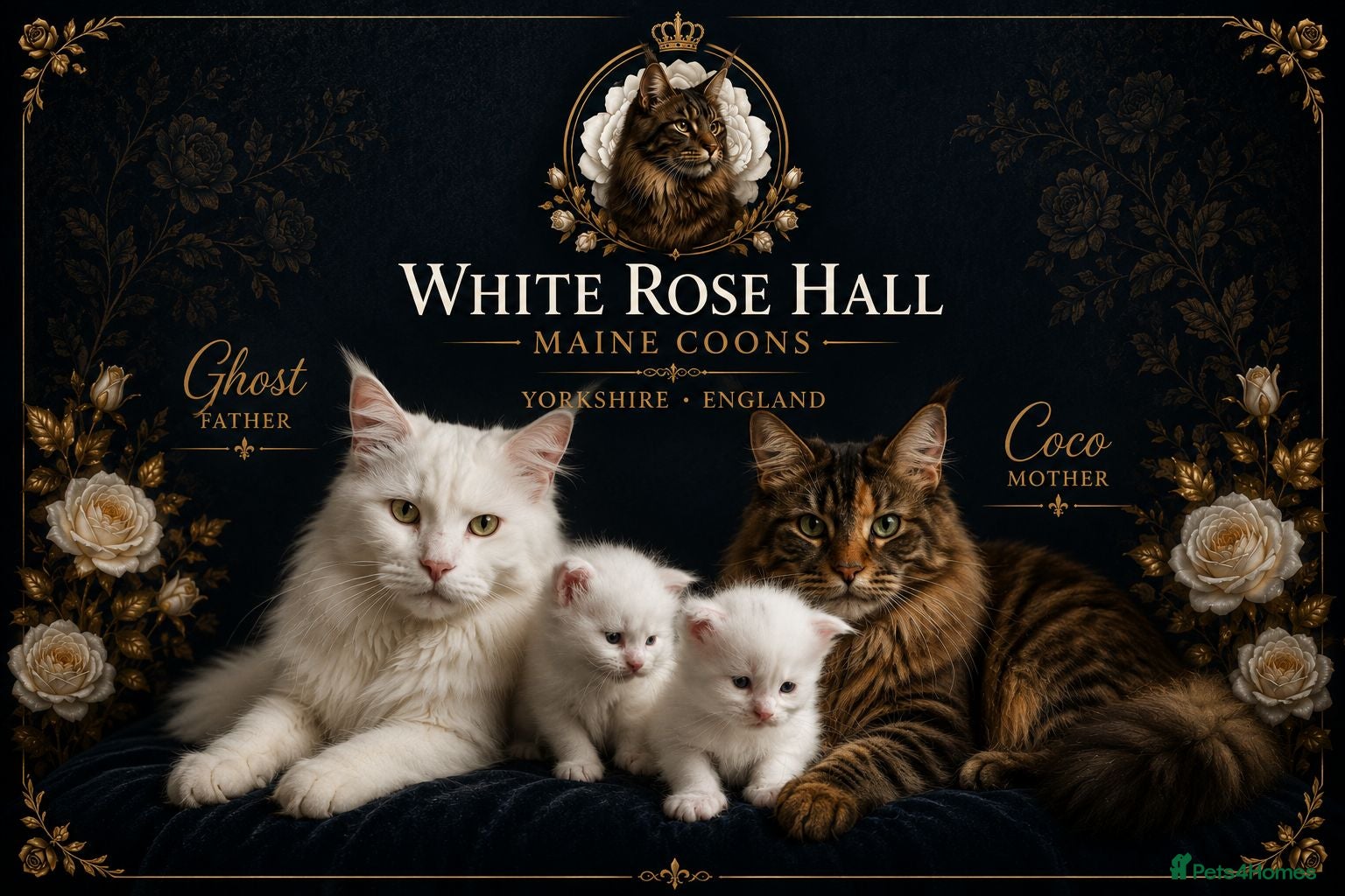 Maine Coon cats Maine coone kittens - Advert 12