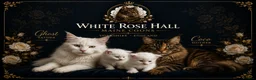 Maine Coon cats for sale: Maine coone kittens in Doncaster - Advert 1