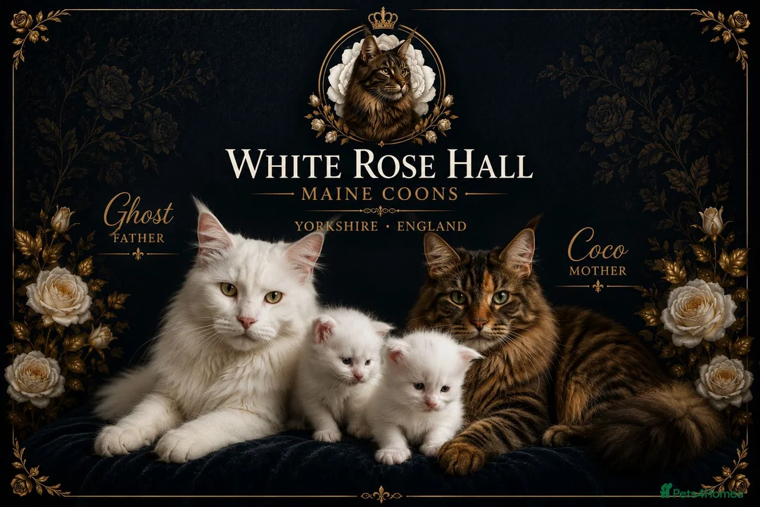 Maine Coon cats for sale: Maine coone kittens in Doncaster - Advert 1