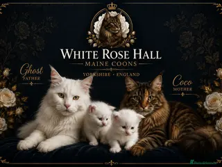 Maine Coon cats Maine coone kittens - Advert 1