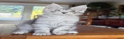 Maine Coon cats for sale: 💝Magnificent large TICA kittens 💖 - Advert 2