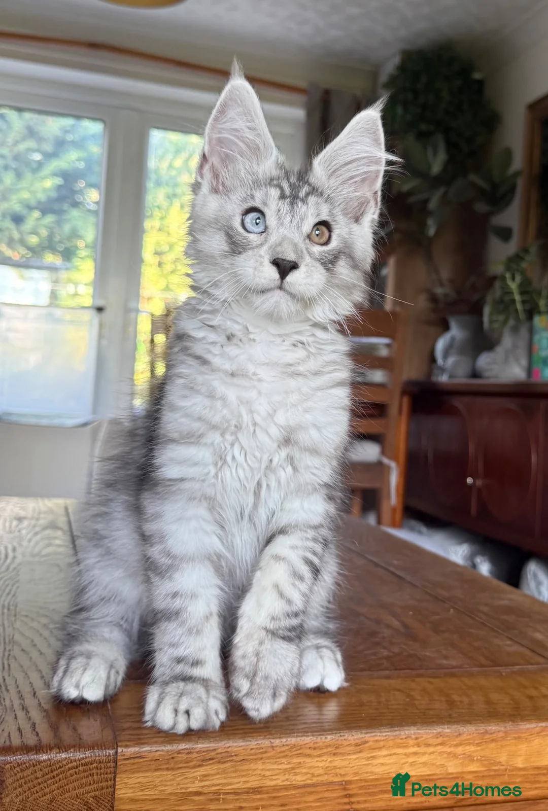 Maine Coon cats for sale: 💝Magnificent large TICA kittens 💖 - Advert 2