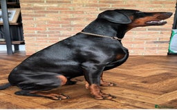 Dobermann dogs for stud: Elite European Doberman Stud – Champion Bloodlines - Image 19