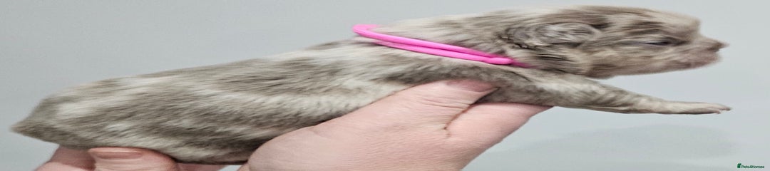 French Bulldog Puppy 6 - pink collar