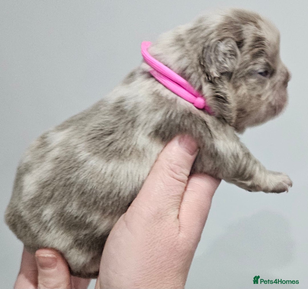 French Bulldog dogs for sale: French Bulldog Visual fluffies - Advert 18