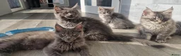 Maine Coon cats for sale: Maine coon kittens  - Advert 5