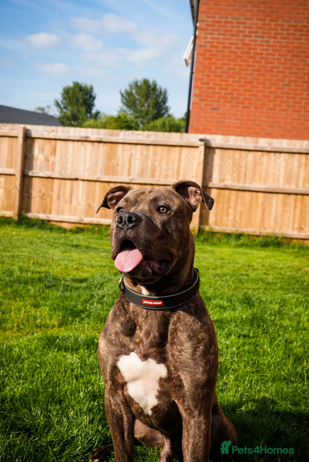 Cane Corso dogs for sale: BRINDLE CANE CORSO   - Advert 6