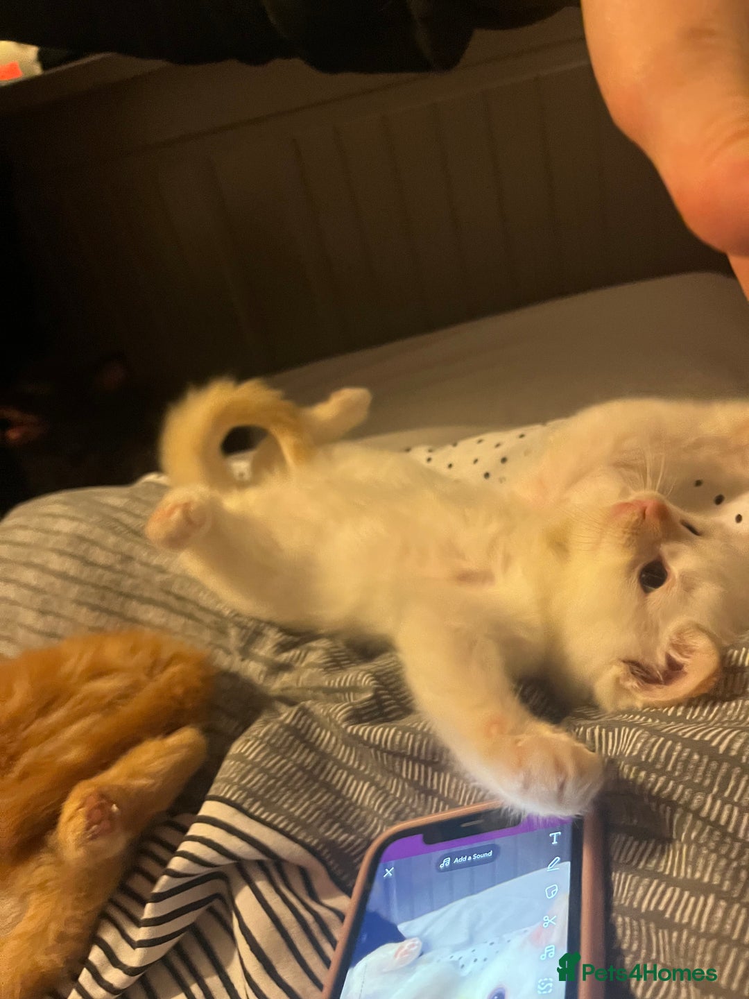 Ragdoll cats for sale: 3 ragdoll boys - Image 8