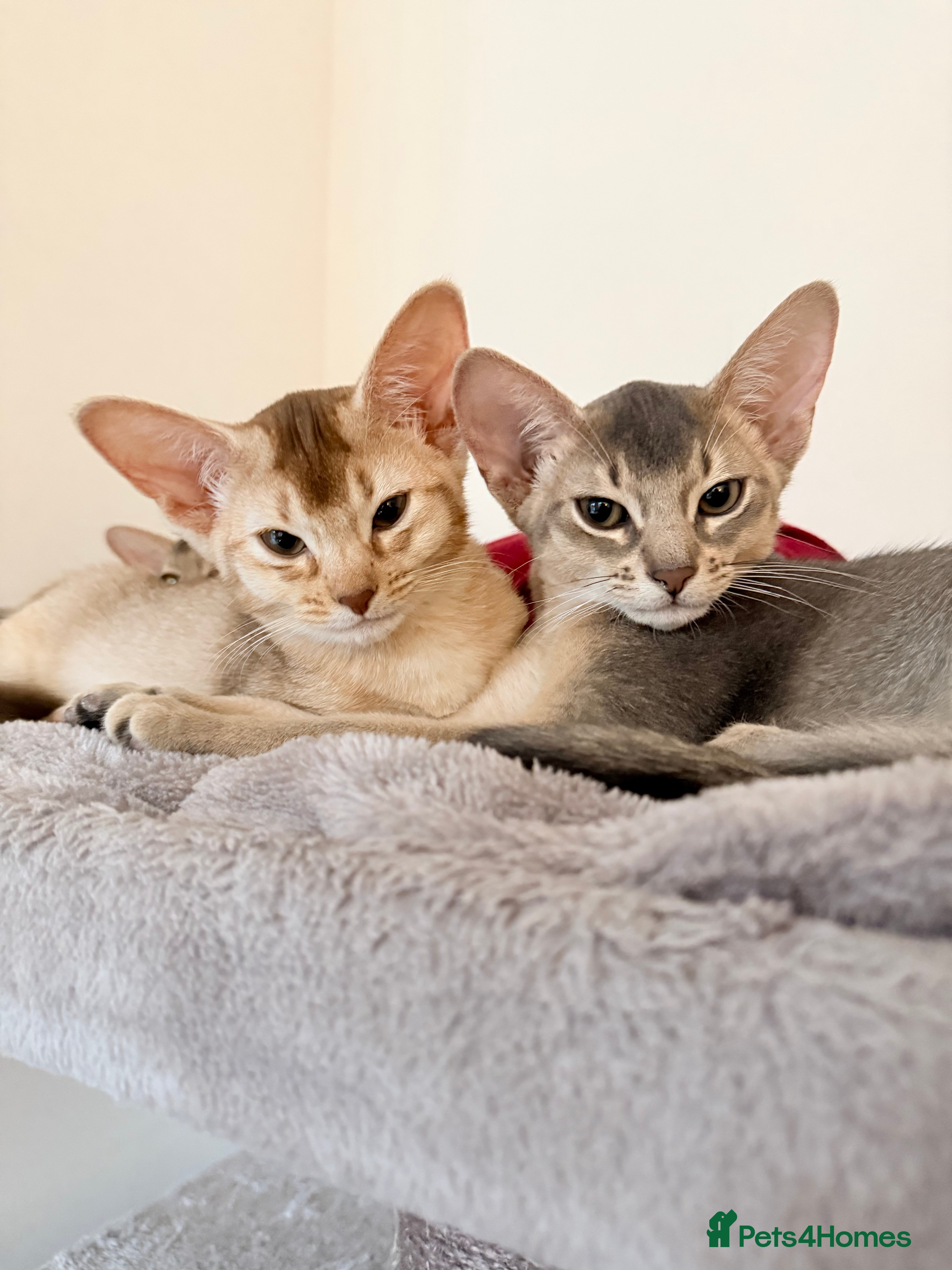 Abyssinian cats Abyssinian Kittens 🐾 - Advert 2