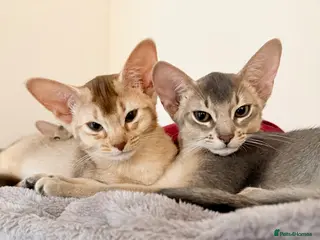 Abyssinian cats Abyssinian Kittens 🐾 - Advert 2