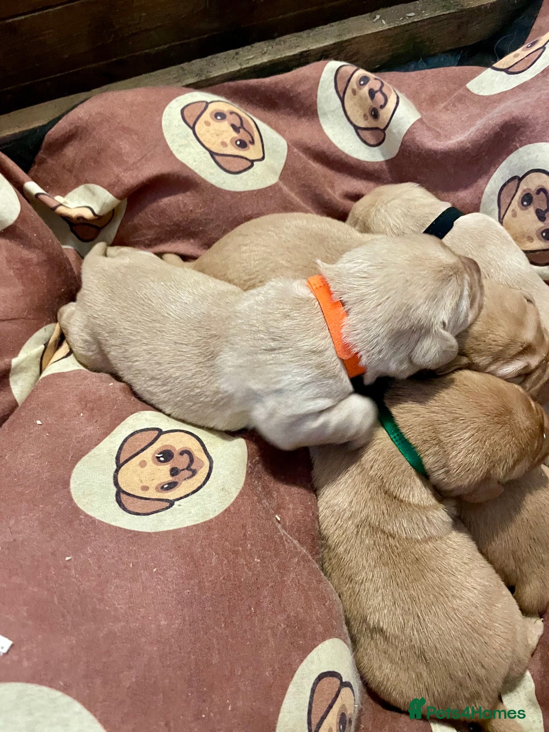 Labrador Retriever dogs for sale: KC Labrador pups ready 5th Jan 26 - Advert 11