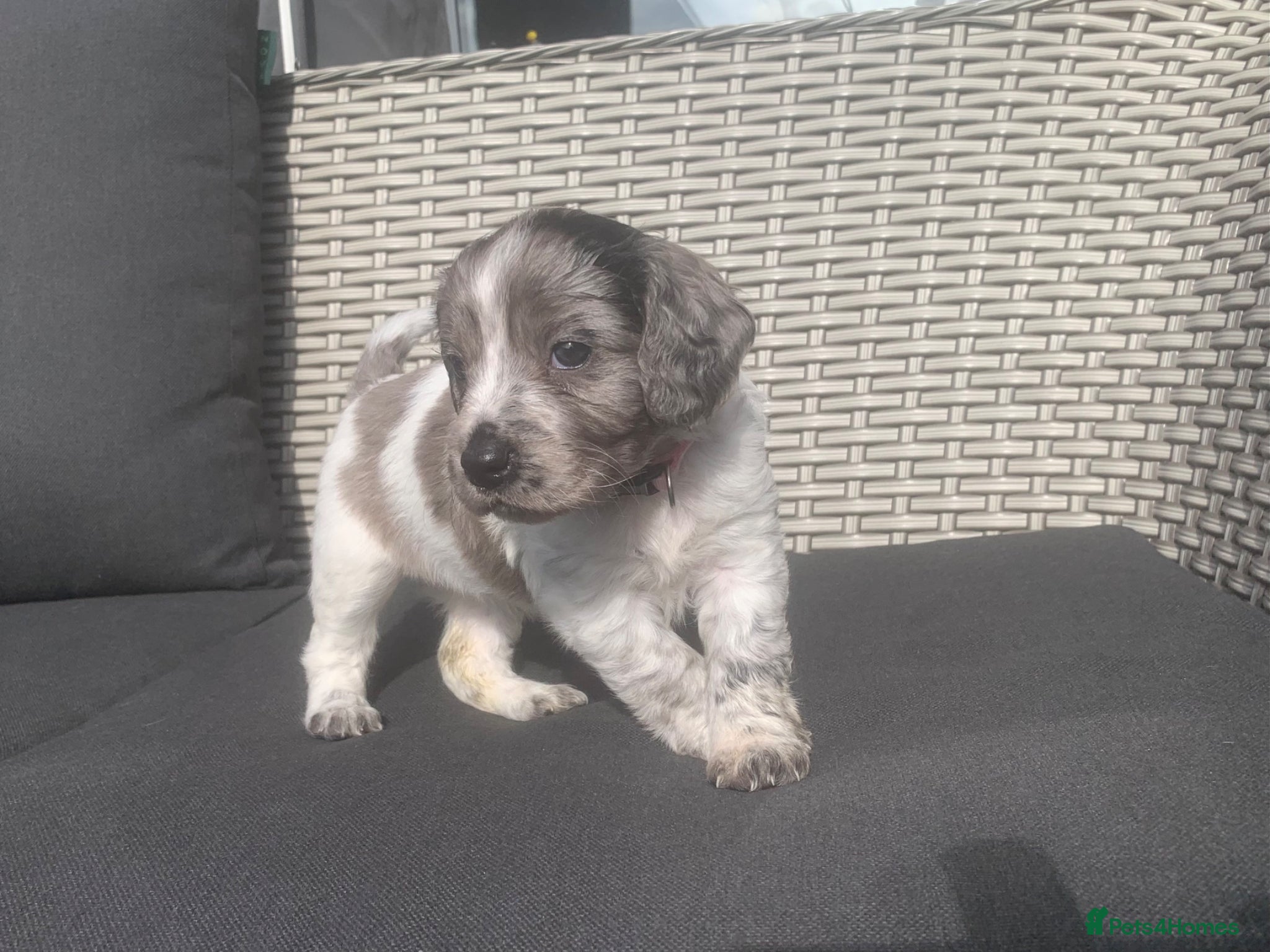 Mixed Breed dogs ready for there new homes on the 13th ❤️  - Advert 2
