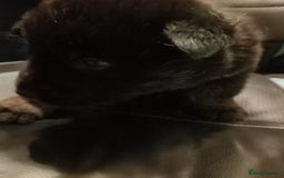 Mixed Breed dogs for sale: Akita cross German shepherd puppies - Advert 5