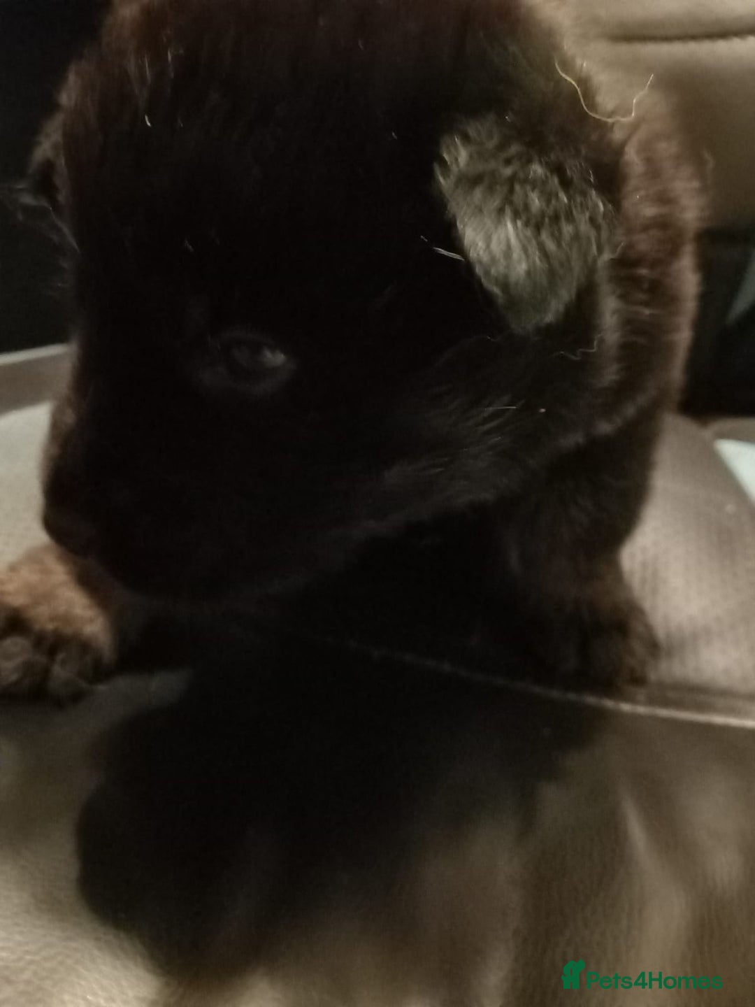 Mixed Breed dogs for sale: Akita cross German shepherd puppies - Advert 5