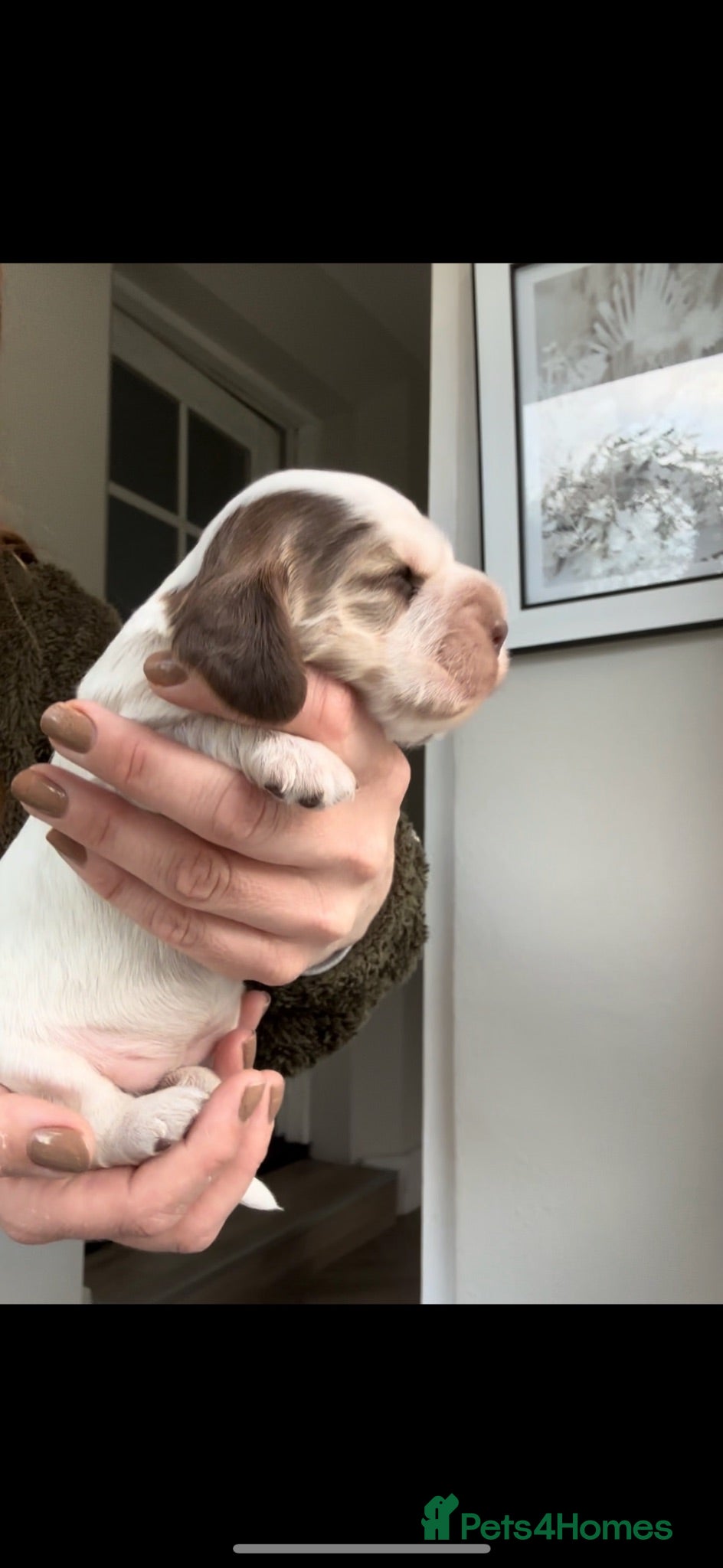 Cocker Spaniel dogs KC Registered Show cocker spaniels  - Advert 2
