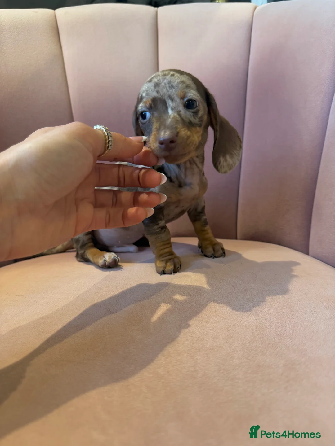 Miniature Dachshund dogs for sale: Beautiful Dachshund Male Puppies Ready now  - Advert 8