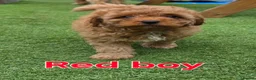 Maltipoo dogs for sale: 🐶5 stunning maltipoo pups for sale🐶 - Advert 3