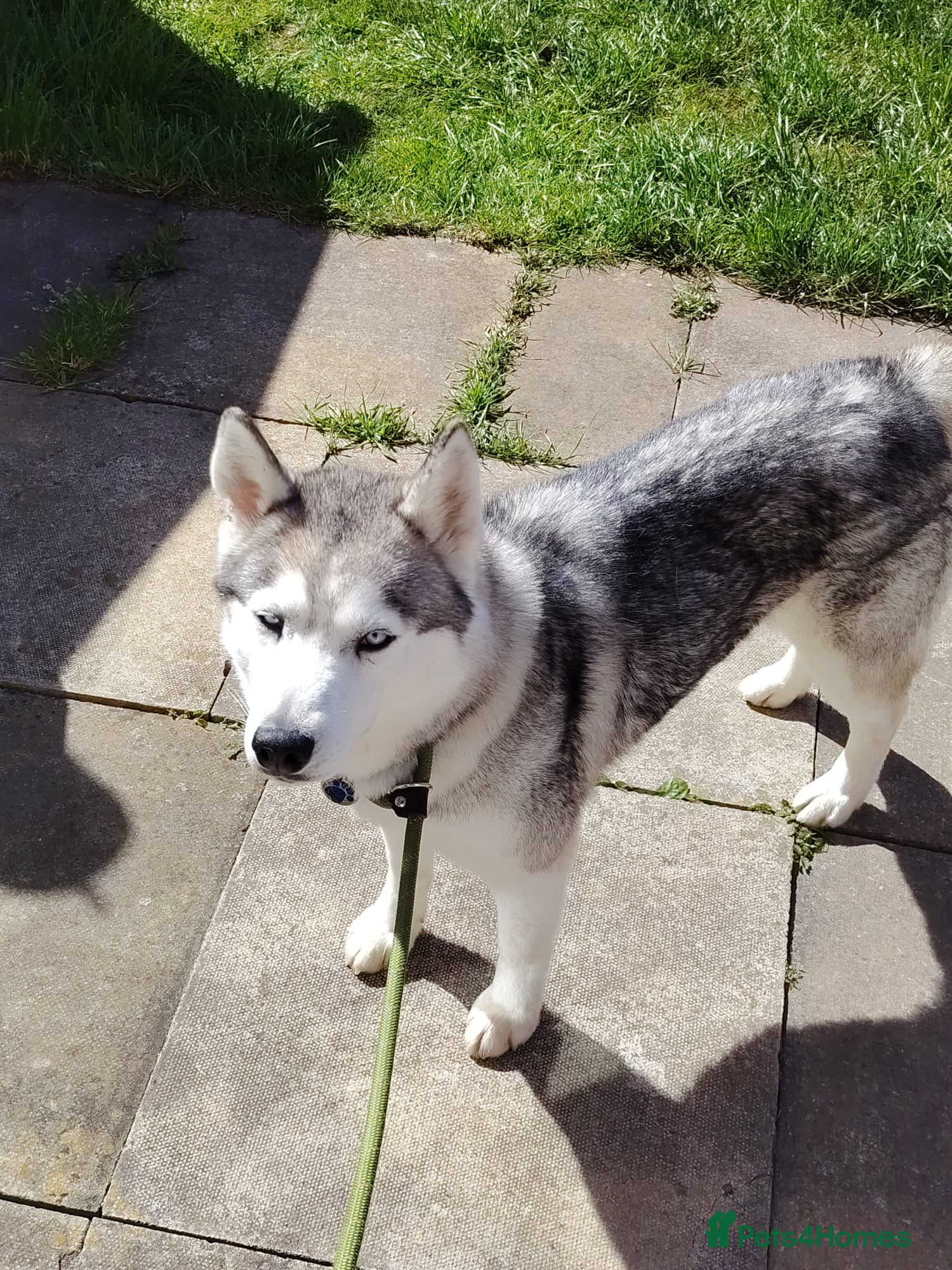 Siberian Husky dogs Lady  - Advert 14