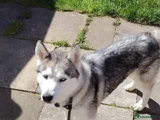 Siberian Husky dogs Lady - Advert 14