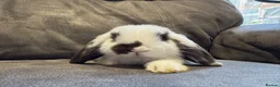 Mini Lop rabbits for sale: Pure Breed Mini Lop Babies  - Advert 17
