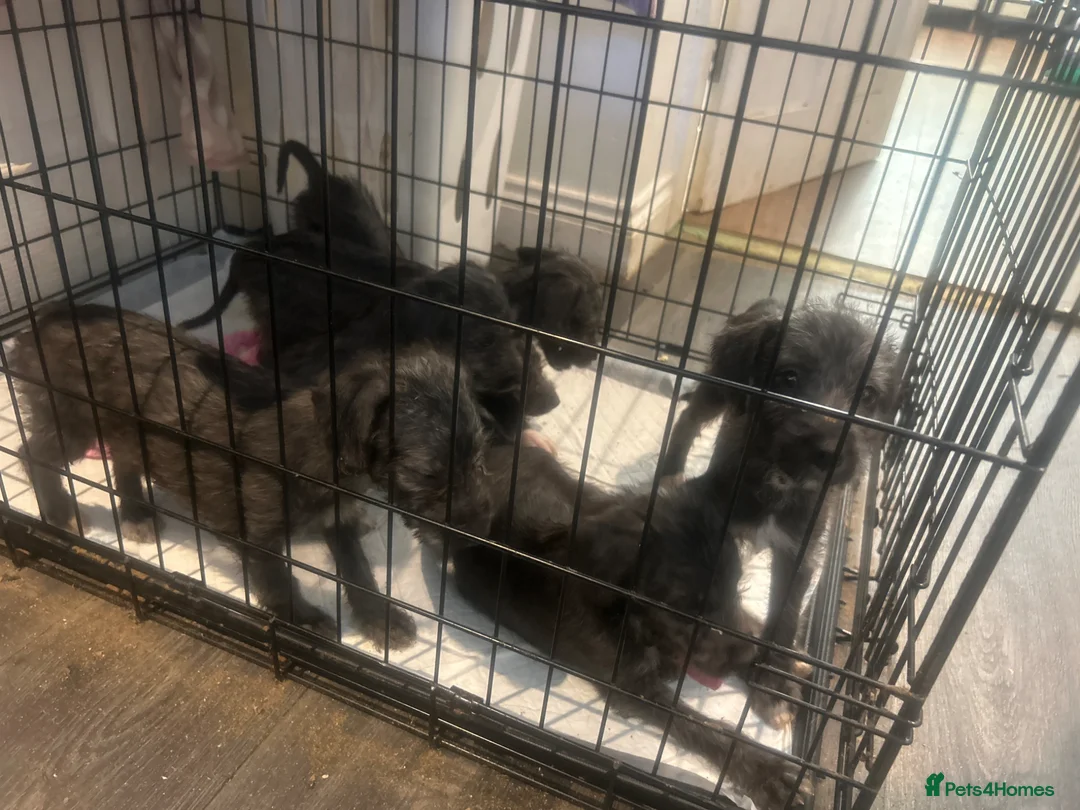 Mixed Breed dogs for sale: Beddlington x whippet puppies - Advert 2