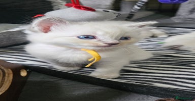 Ragdoll cats - Advert 15