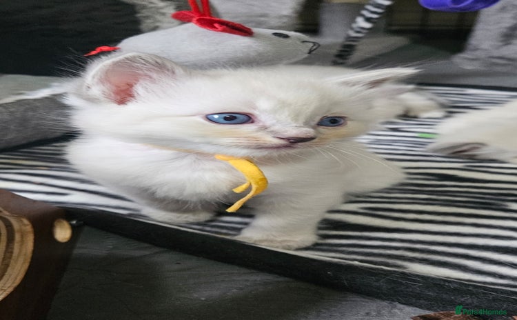 Ragdoll cats - Advert 8