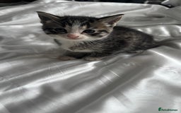 Mixed Breed cats for sale: Adorable 6 week Kittens Looking for Loving Homes! - Image 5